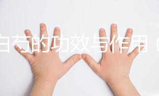 炒白芍的功效與作用(炒白芍補(bǔ)血還是補(bǔ)氣)