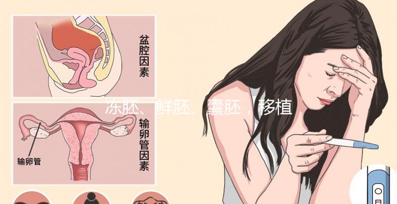 凍胚、鮮胚、囊胚，移植哪個成功率更高？