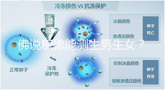 佛說積德能測生男生女？60秒說清楚胎兒性別是否天注定