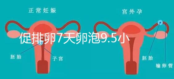 促排卵7天卵泡9.5小不難說，短方案至少長到這個數字