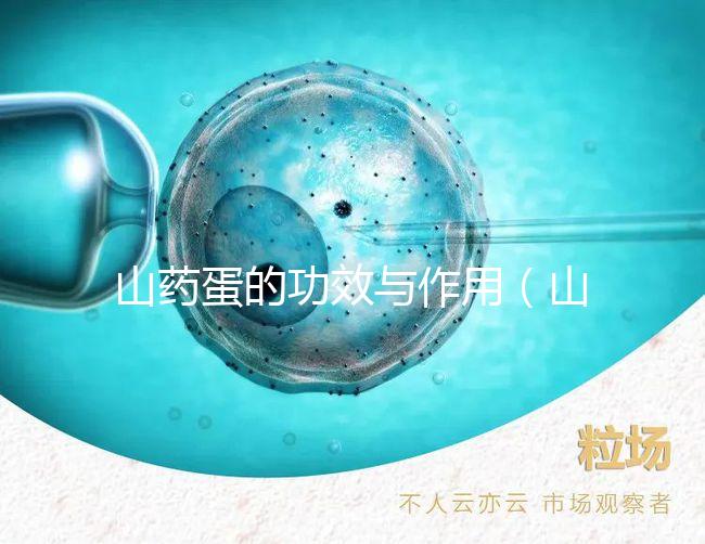 山藥蛋的功效與作用(山藥蛋為何盡量少吃)