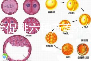 試管促排六種方案介紹,超詳細!!