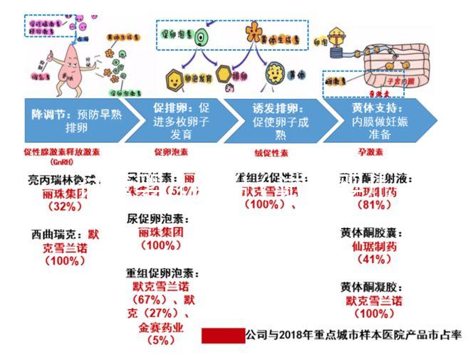 試管嬰兒胚胎(試管嬰兒胚胎培養(yǎng)需要多長時(shí)間)
