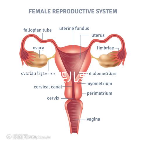 香港試管嬰兒要"三證"？4大條件一覽