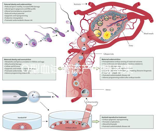 O型血試管流產的概率來了，不知道該怎么辦